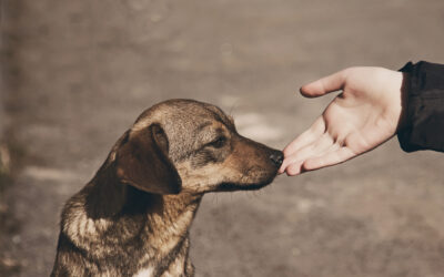 Season of Giving: Spreading Joy and Compassion to Our Furry Friends