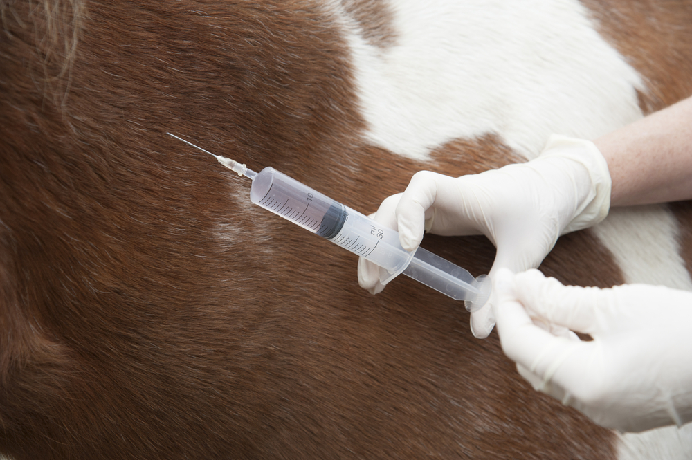 Essential Vaccines for Horses: Protecting Your Equine Companion’s Health