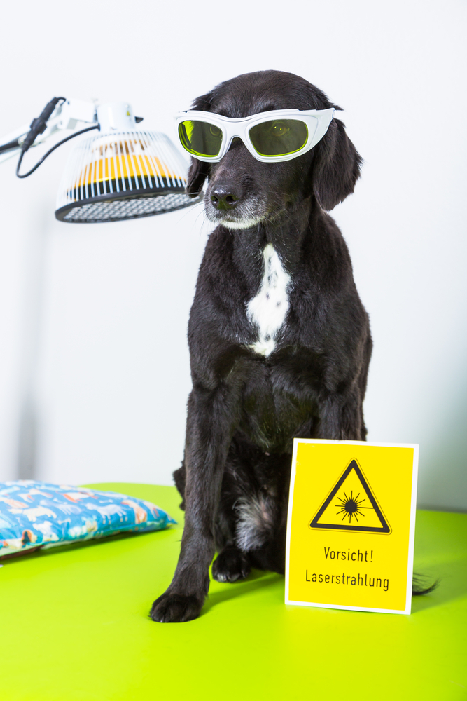 Shedding Light on Companion Laser Therapy: A Guide for Pet Parents