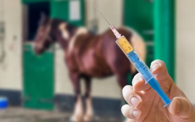 Essential Vaccines for Horses: Protecting Your Equine Companion’s Health