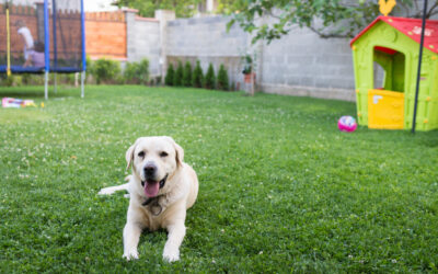 Summer Prep for Your Outdoor Pet: Keeping Your Furry Friends Safe in the Desert Heat