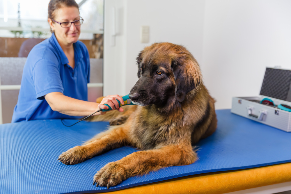 Shedding Light on Companion Laser Therapy: A Guide for Pet Parents