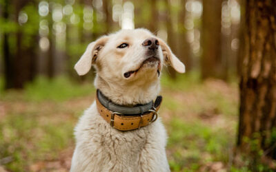 Summer Safety for My Pet: Essential Tips for a Happy and Healthy Season