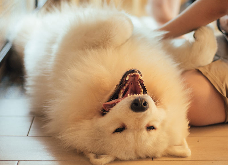 Summer Safety for My Pet: Essential Tips for a Happy and Healthy Season