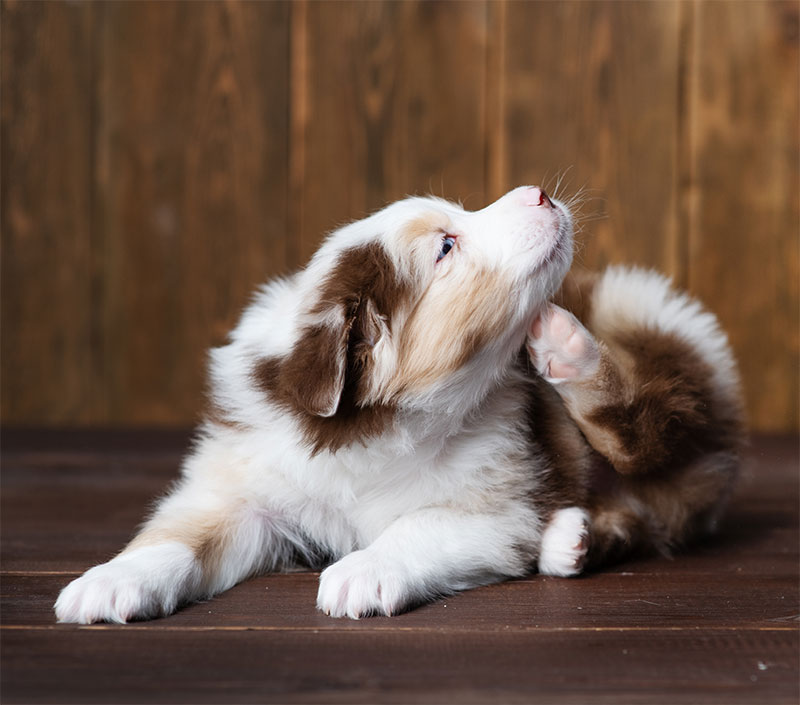 Summer Safety for My Pet: Essential Tips for a Happy and Healthy Season