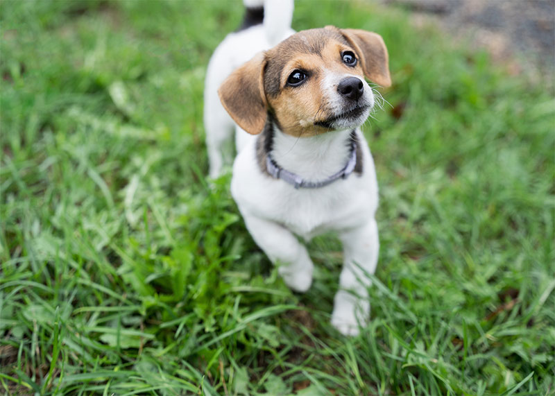 Summer Safety for My Pet: Essential Tips for a Happy and Healthy Season