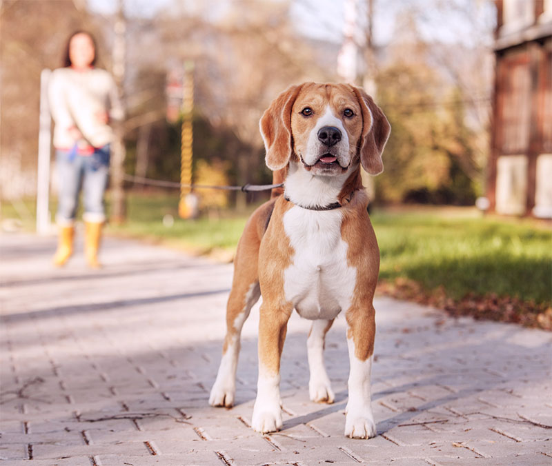 Summer Safety for My Pet: Essential Tips for a Happy and Healthy Season