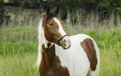 Summer Tips for Caring for Horses & Livestock: Keeping Your Animals Healthy and Happy