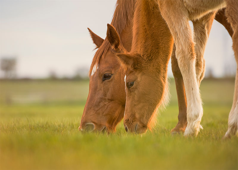 Summer Tips for Caring for Horses & Livestock: Keeping Your Animals Healthy and Happy