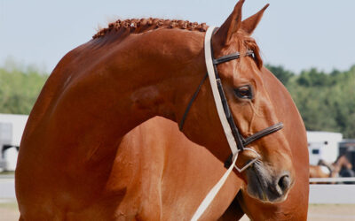 Understanding Equine Colic: A Guide for Horse Owners in Tucson