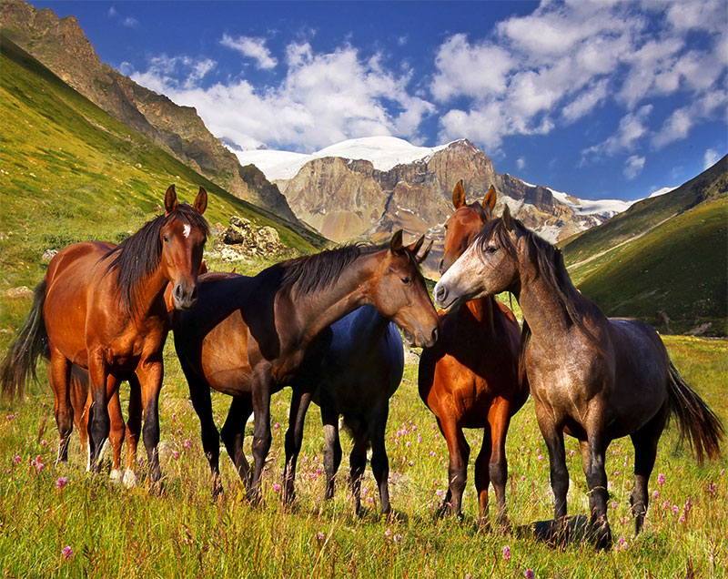 Summer Tips for Caring for Horses & Livestock: Keeping Your Animals Healthy and Happy