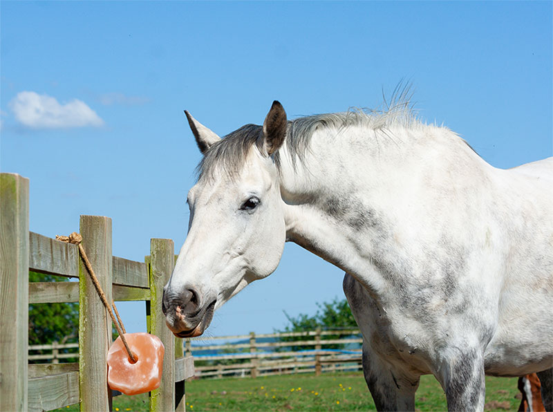 Summer Tips for Caring for Horses & Livestock: Keeping Your Animals Healthy and Happy
