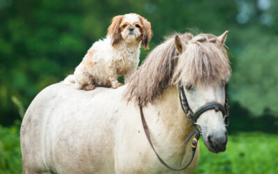 Summer Safety for Pets and Livestock in Tucson