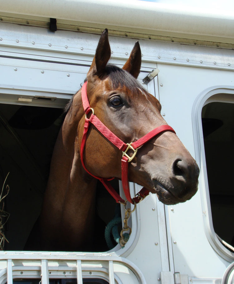 Summer Safety for Pets and Livestock in Tucson