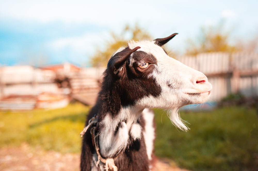 Summer Safety for Pets and Livestock in Tucson