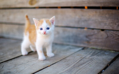 Does My Cat Need to Be Vaccinated for Feline Leukemia?