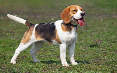 What Is Valley Fever and How Do Dogs Get Infected?