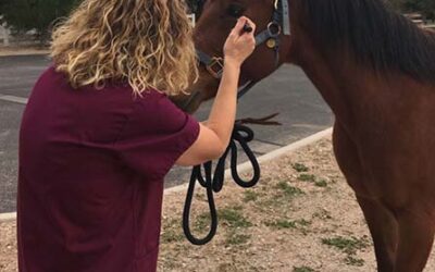 Gastric Ulcers & Your Equine Companion: Understanding, Preventing, and Seeking Care