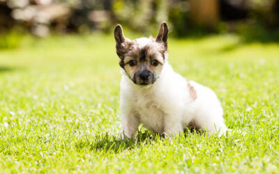 What All Dog Owners Should Know About Heartworms