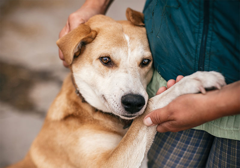 What All Dog Owners Should Know About Heartworms