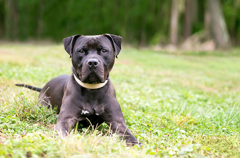 What All Dog Owners Should Know About Heartworms