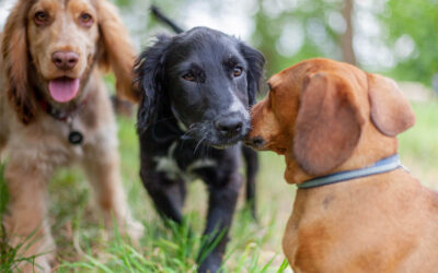 Why We Require a Lepto Vaccine at Our Pet Resort