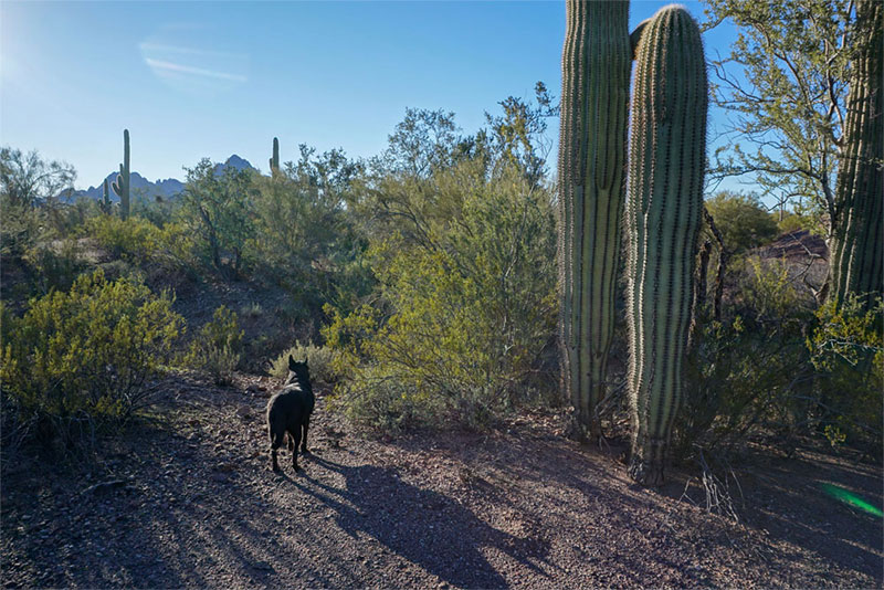 Why We Require a Lepto Vaccine at Our Pet Resort