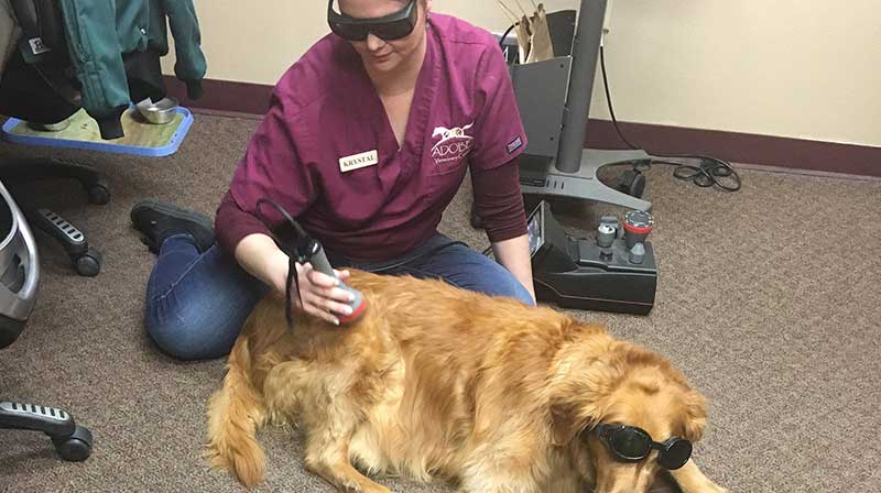 winter joint pain in dogs and cats, A dog receiving laser treatement