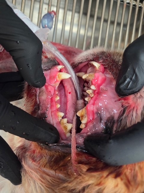 Dog and cat dental cleanings, A picture of a dental exam