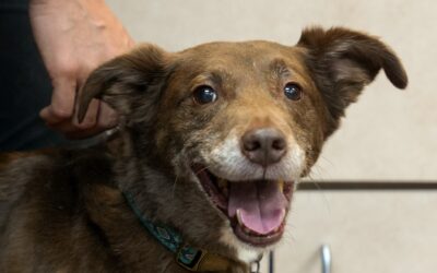 Dog and Cat Dental Cleanings: Why They Matter