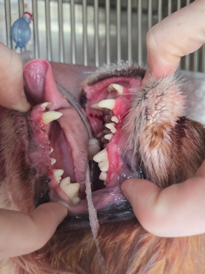 Dog and cat dental cleanings, A picture of a dental exam