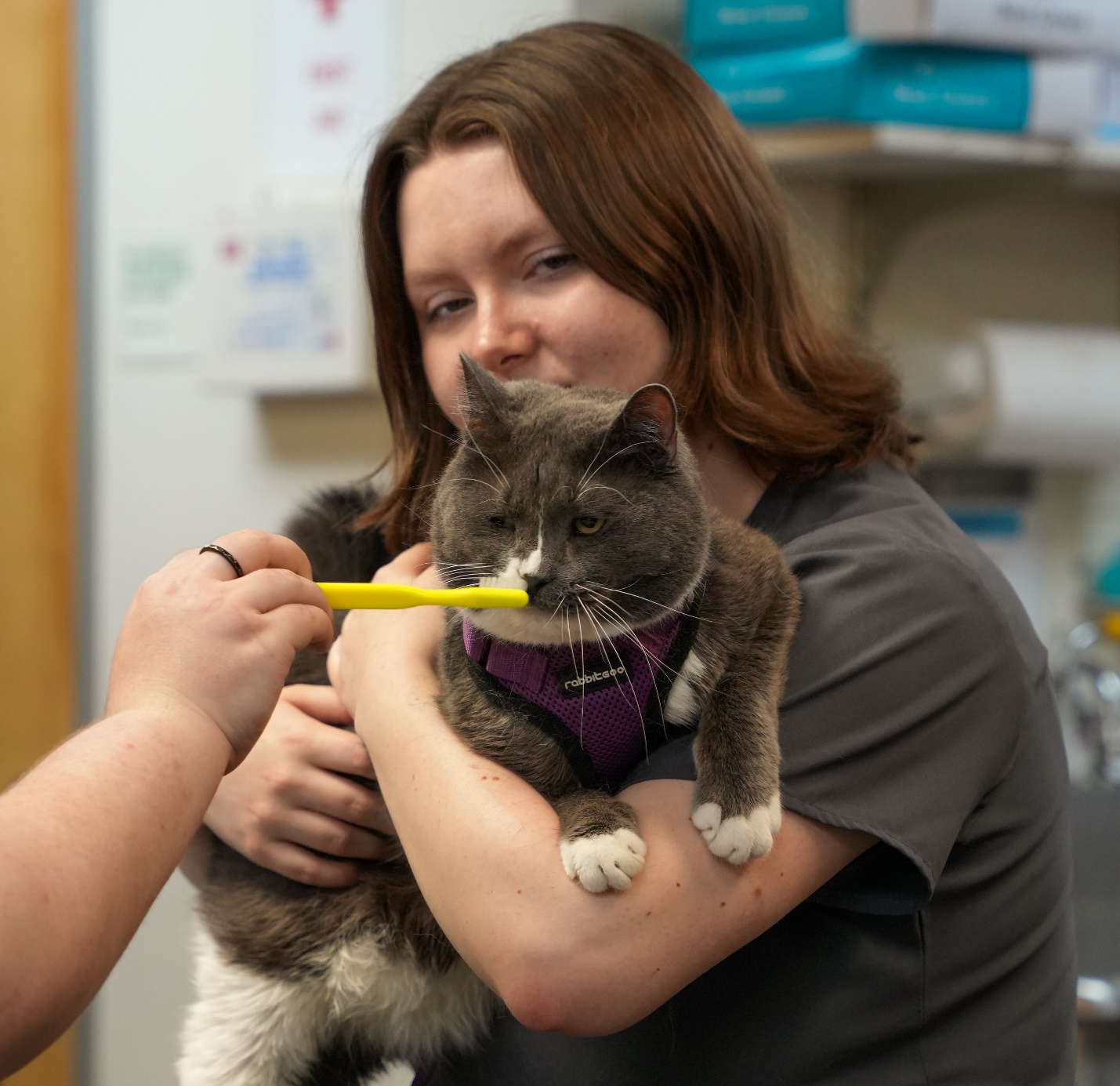 Dog and cat dental cleanings, A picture of a woman holding a cat