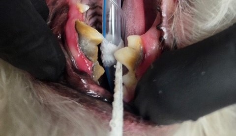 Dog and cat dental cleanings, A picture of a dental exam