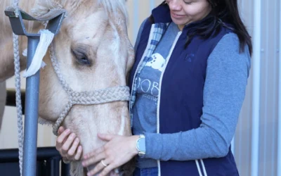 Gastroscopy for Horses: A Clear Diagnosis for Equine Gastric Ulcers