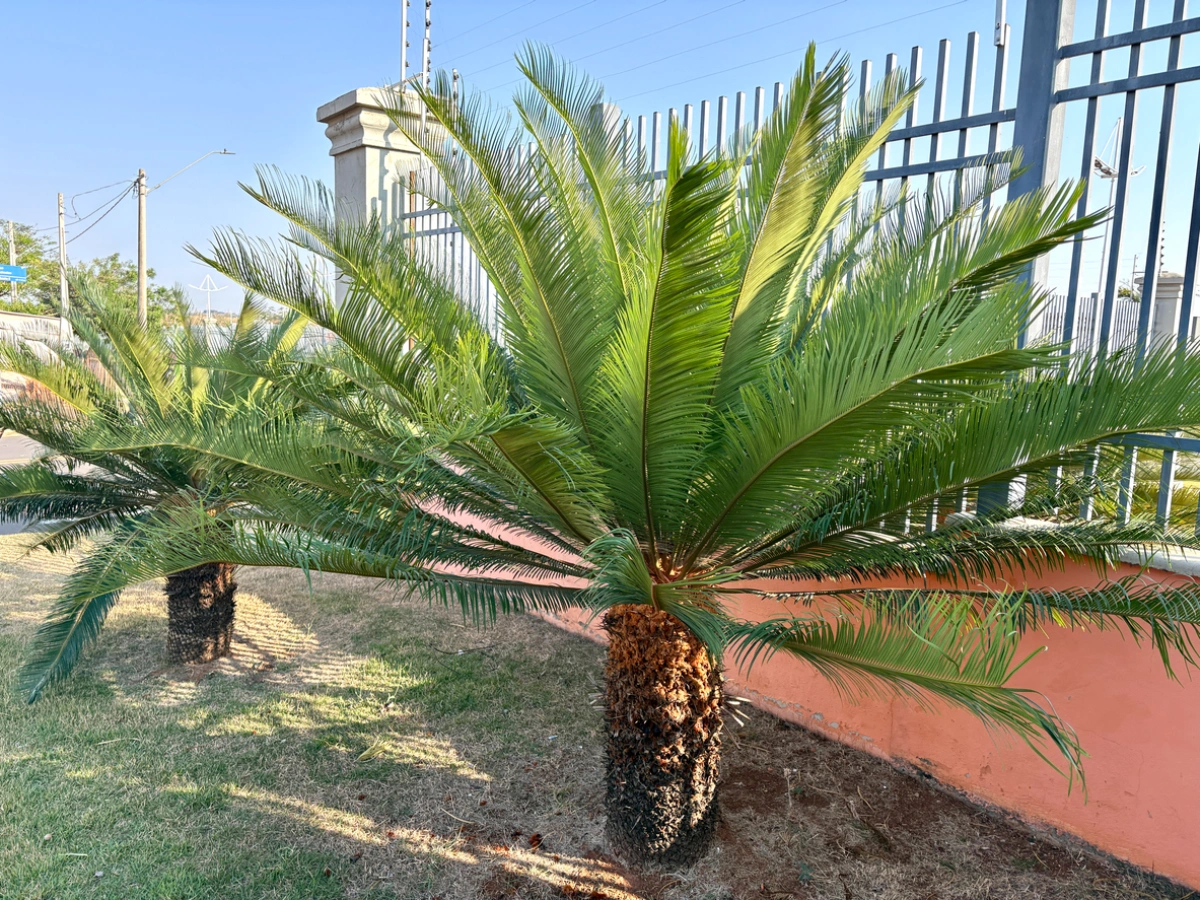 Two Sago palm plants with vibrant green fronds in a sunny landscaped area next to a dark fence and orange wall.