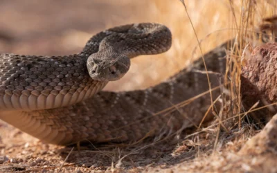 Spring Pet Hazards in Tucson: Rattlesnakes, Allergies, and Rabies Risks