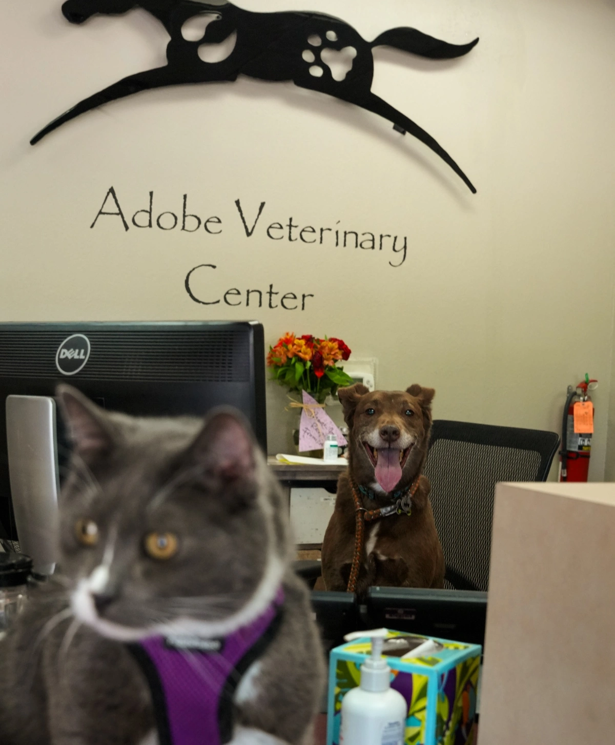 Grey cat and happy brown dog at Adobe Veterinary Center reception with running dog logo.