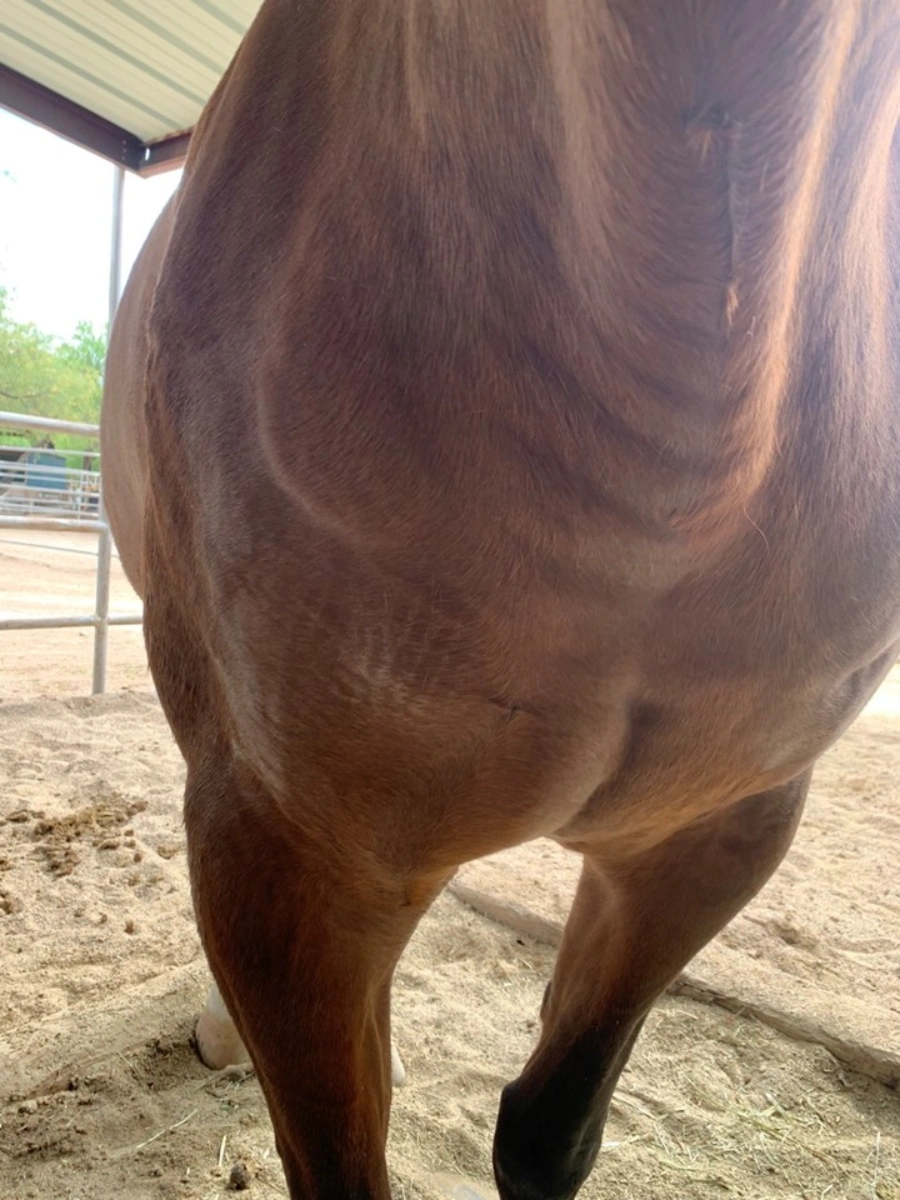 Close-up of a brown horse's muscular flank and hind leg.