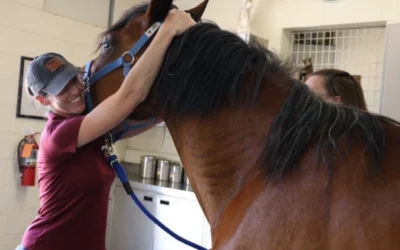 Pigeon Fever in Horses: What to Know Before Peak Season