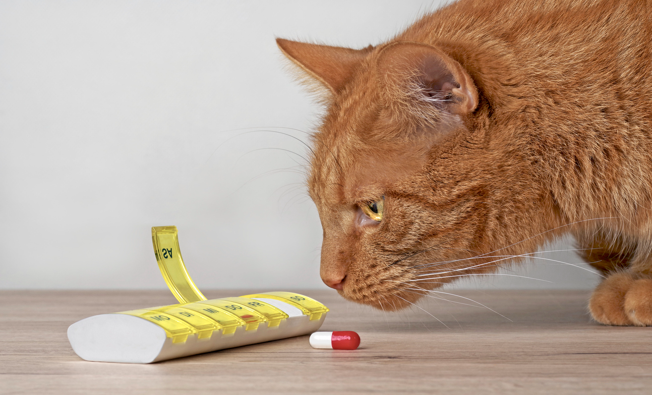 Cat sniffing medication pill next to open pill organizer, showing potential risk of pet poisoning from human medications