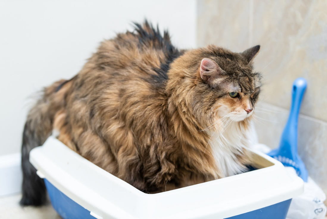 Long-haired cat standing in a litter box appearing uncomfortable, possibly showing signs of urinary issues or blockage