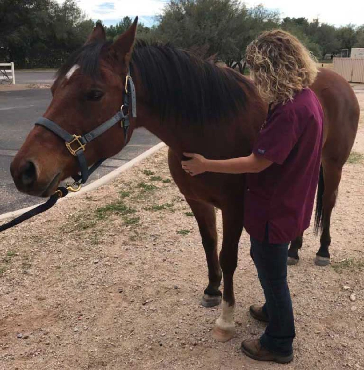 Equine veterinarian examining a horse standing comfortably on natural ground during routine evaluation