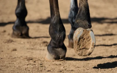 Why Do Horses Need Shoes? When They Help—and When They Don’t