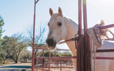 Monsoon Season Horse Safety: Preparing Tucson Horses Before Summer Storms Arrive