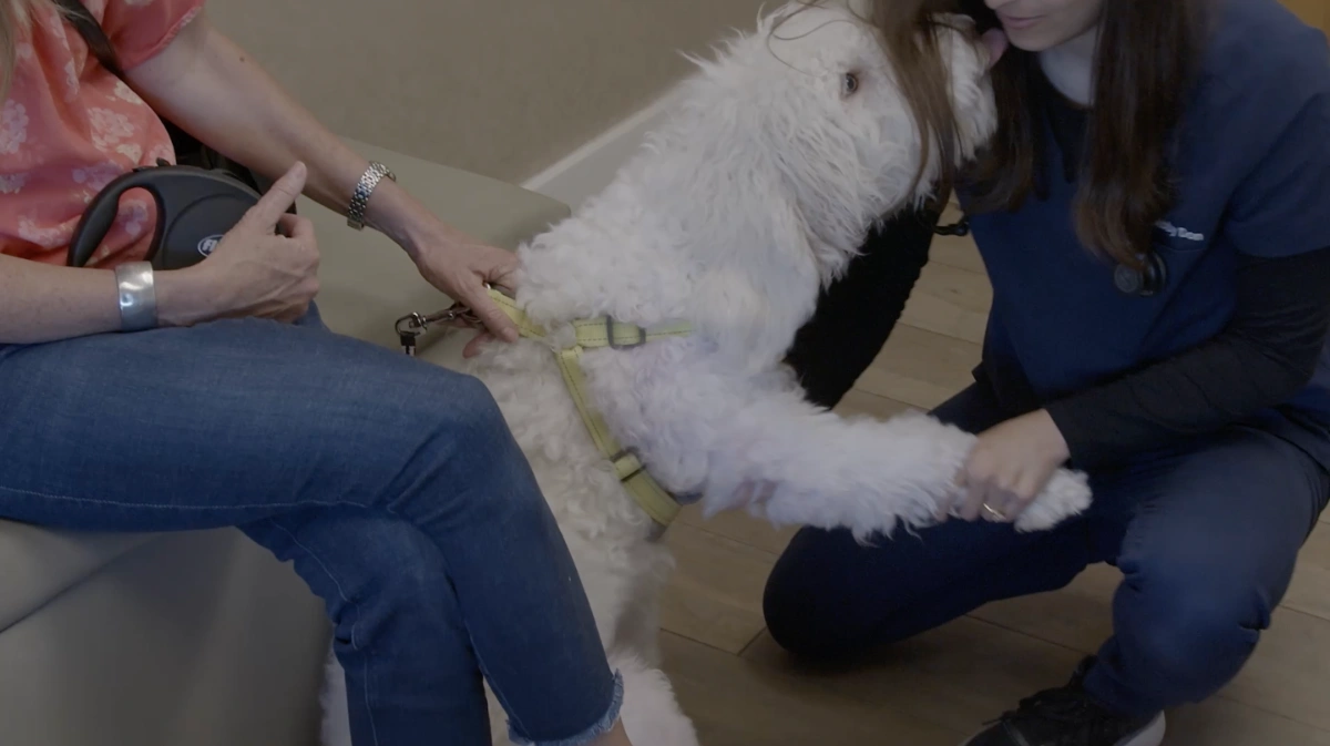 Veterinarian examining a dog during a wellness visit, highlighting the importance of recognizing potential signs of screwworm infestations in pets.