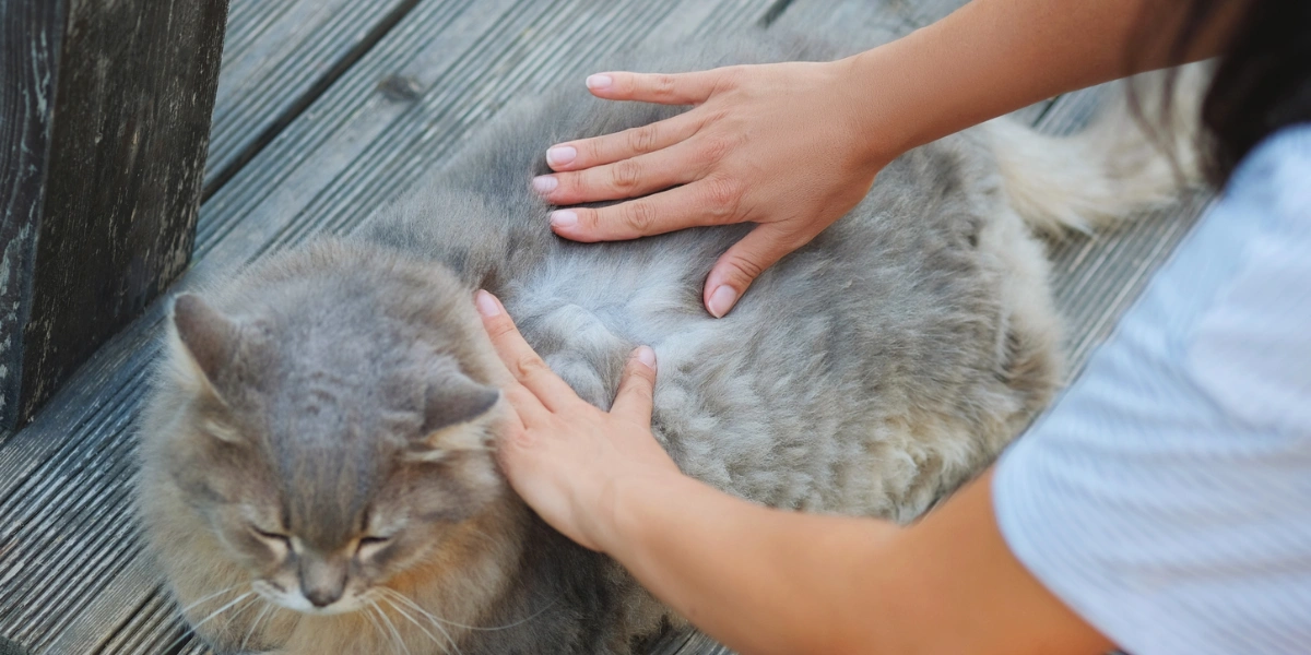 Pet owner inspecting a cat's fur and skin for wounds, irritation, or other health concerns.