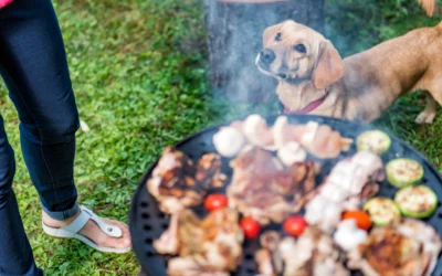 Summer Food Risks for Pets in Tucson, Arizona