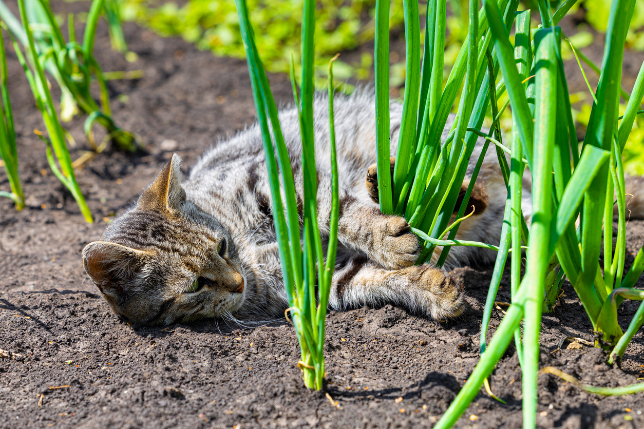 Cat lying among onion plants in a garden, illustrating food and plant safety risks for pets.