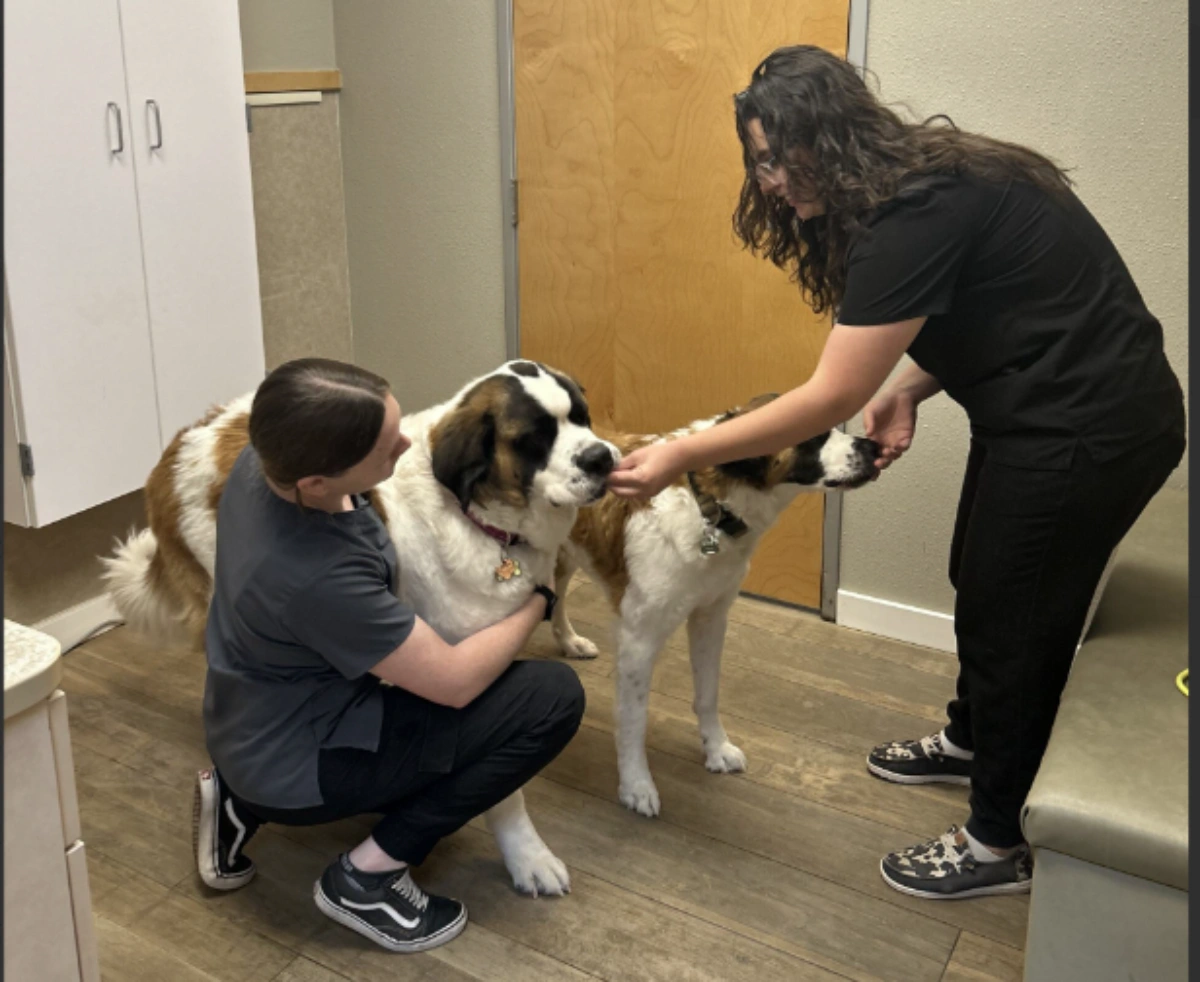 Adobe Veterinary Center team members caring for a dog during a veterinary visit in Tucson, Arizona.
