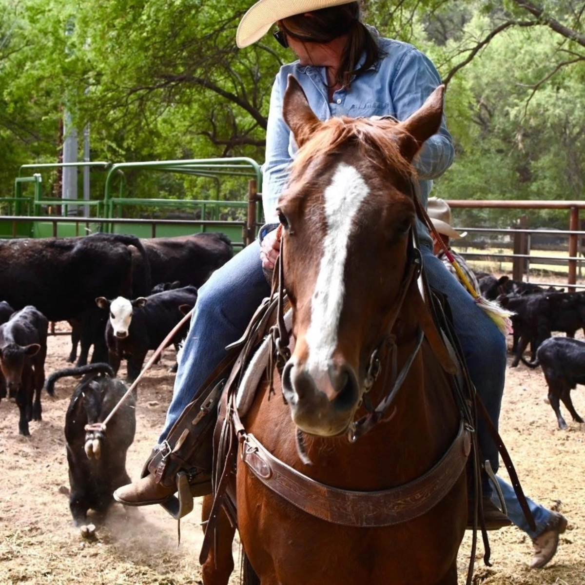 Horse and cattle on a ranch, illustrating the importance of monitoring horses and livestock for wounds and overall health.